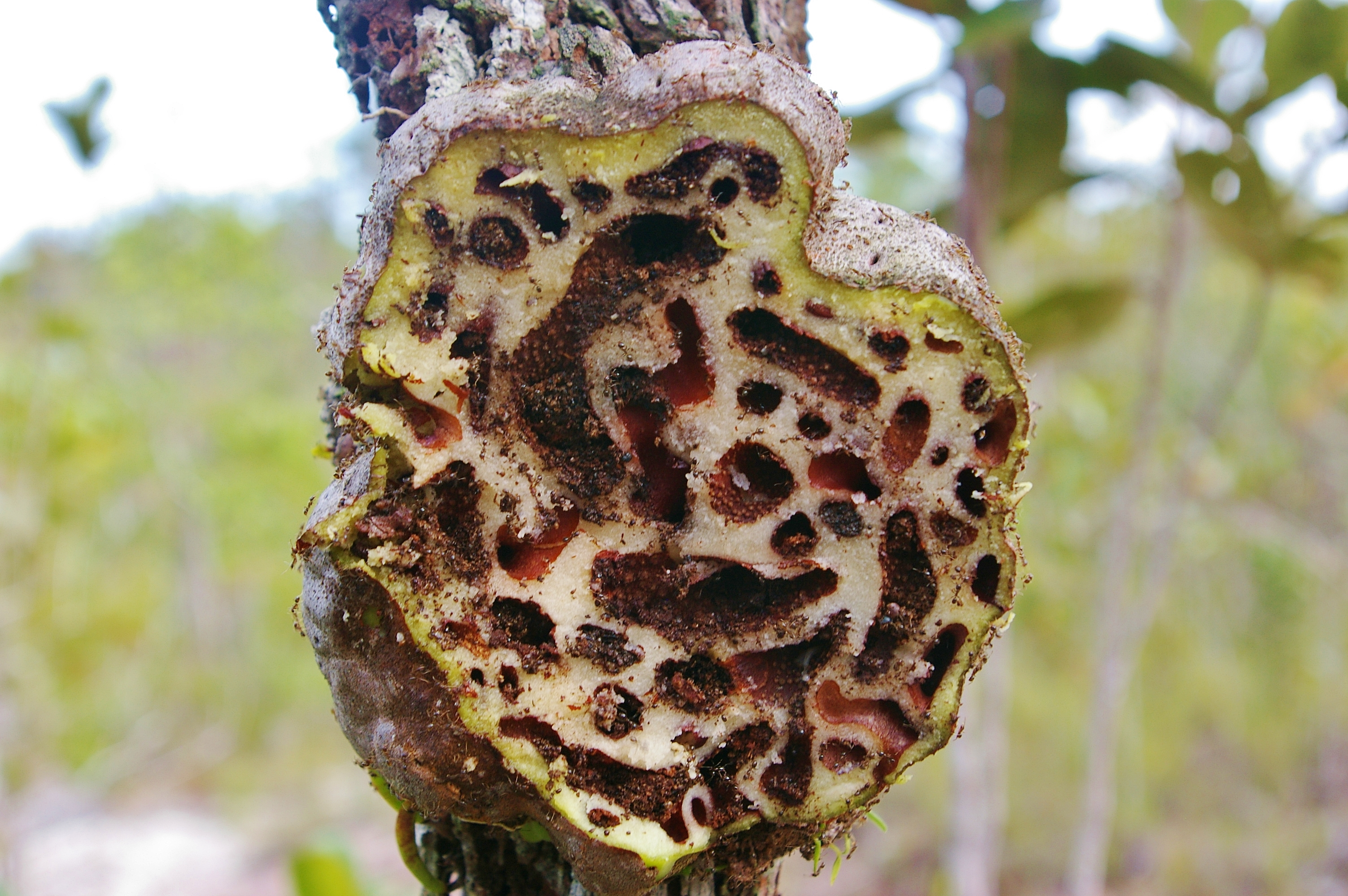 Hydnophytum formicarum, Borneo