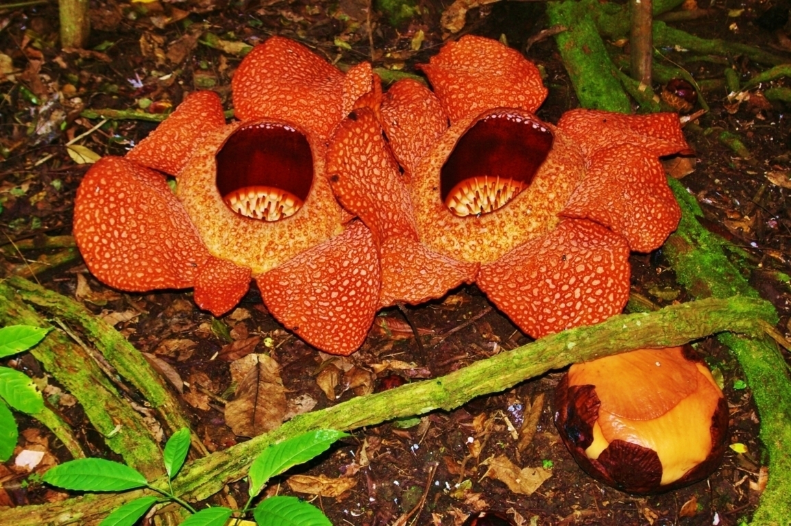 Rafflesia keithii, Sarawak